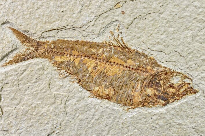 Fossil Fish (Knightia) - Wyoming #159063